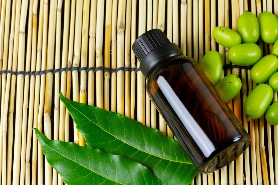 Как использовать масло нима для лечения растений от вредителей и болезней