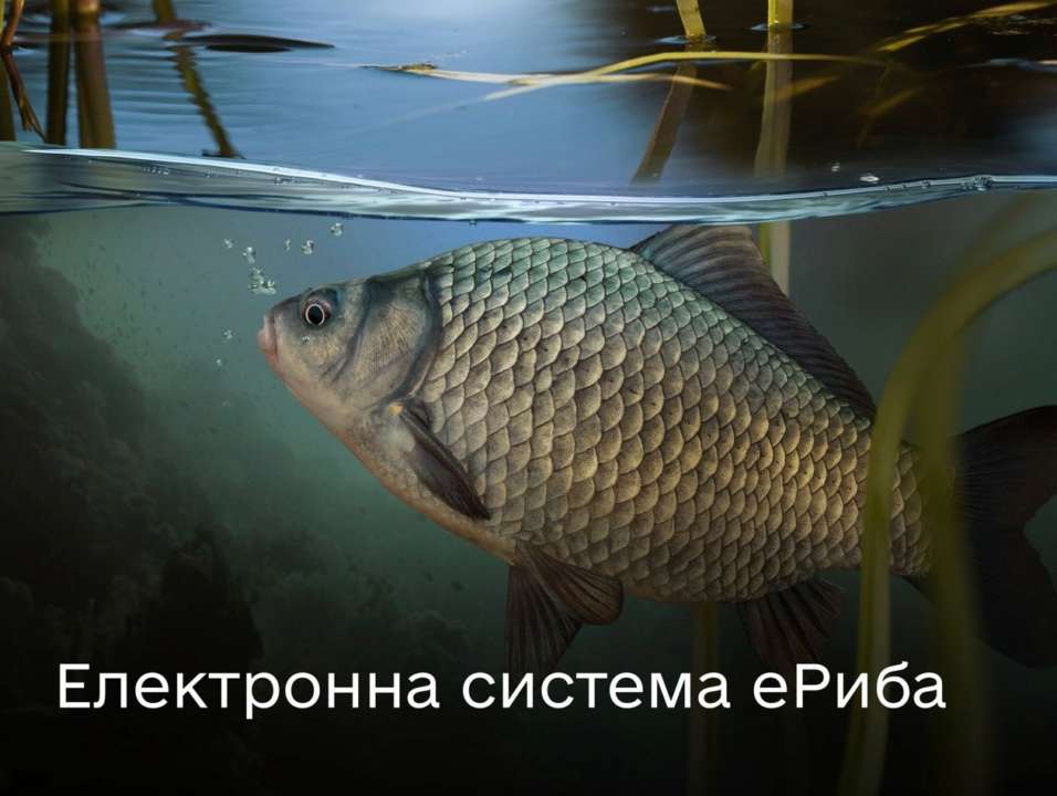 В Україні запустили електронну систему рибного господарства "еРиба"/Фото: mintsyfra В Україні запустили електронну систему рибного господарства "еРиба": навіщо це і кому знадобиться