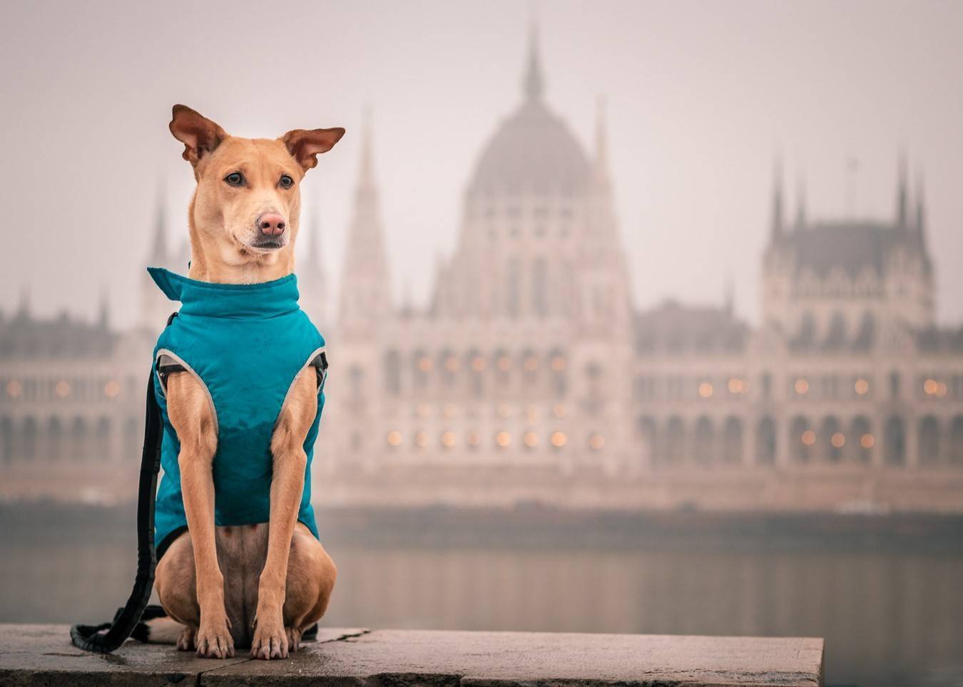 Фото: Facebook @travelingchapati Собака з Києва відвідала 30 країн світу і встановила національний рекорд