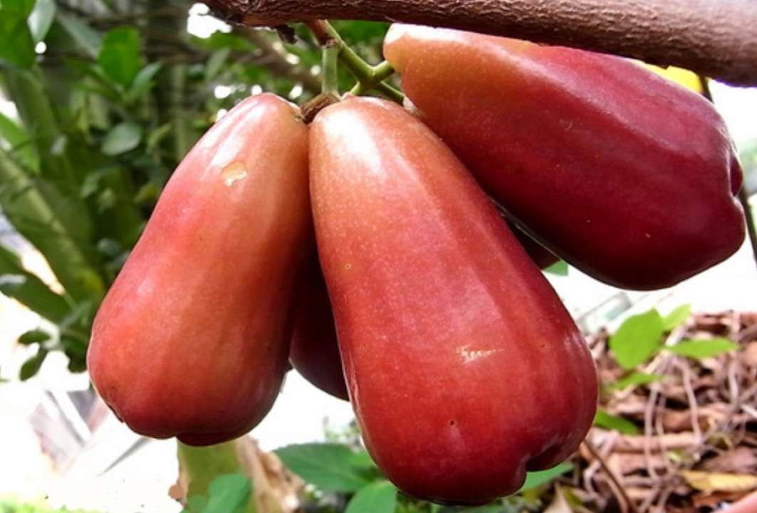 У Тайвані виросли яблука-дзвіночки. Фото: Agronews У Тайвані яблука на дереві схожі на азіатську грушу
