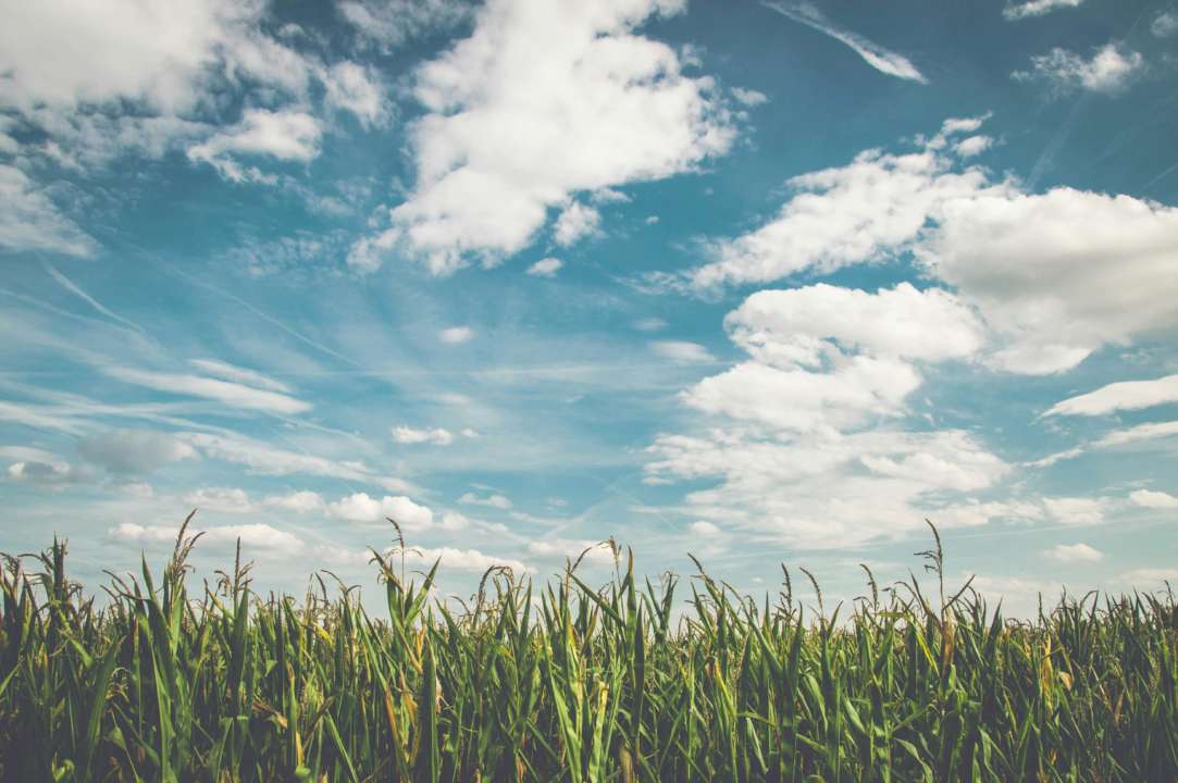 Народні прикмети на 10 серпня/Фото: pexels Що не можна сьоодні робити: народні прикмети на 10 серпня