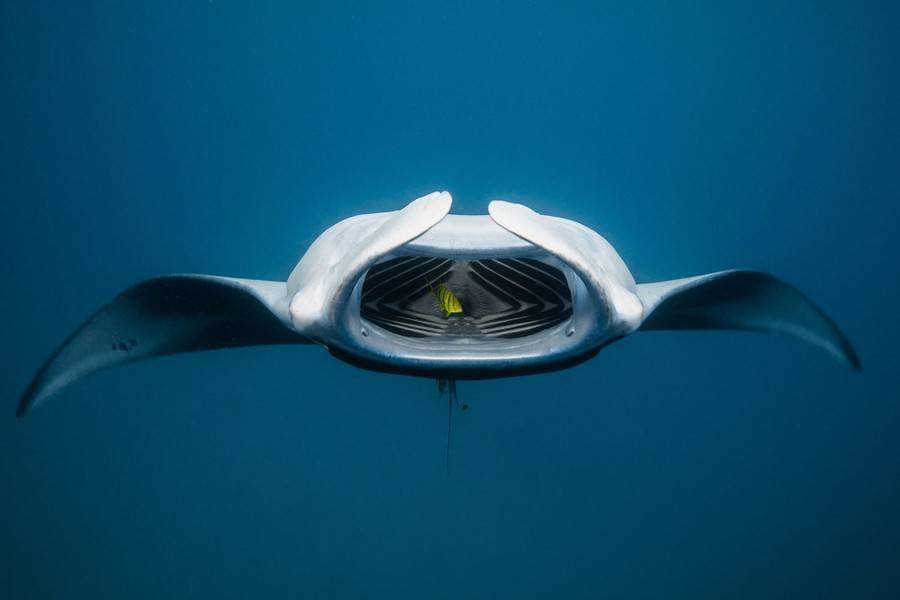 Фото: Ocean Art Восьминіг вкрав камеру у дайвера та зробив унікальний кадр