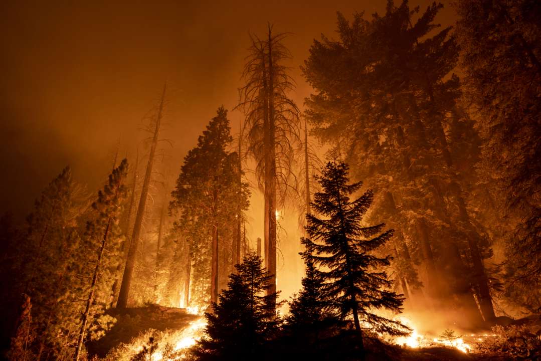 В Испании компания по восстановлению леса вызвала лесной пожар/Фото: David McNew/Getty Images Компания по восстановлению леса сожгла 14 тысяч гектаров деревьев в Испании