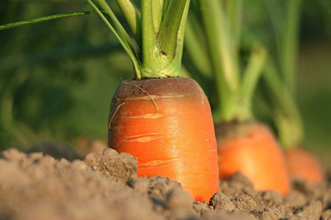 Більше жодних страждань: як очистити коренеплоди від бруду / Фото: Pixabay Більше жодних страждань: як очистити коренеплоди від бруду