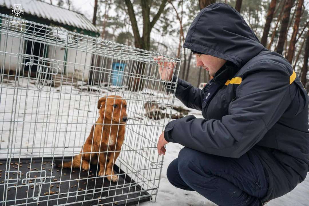 С острова в Полтавской области спасли 38 животных/Фото: ГСЧС С острова в Полтавской области спасли 38 животных/Фото: ГСЧС