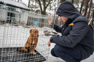 З острова на Полтавщині врятували 38 домашніх і свійських тварин/Фото: ДСНС З острова на Полтавщині врятували 38 домашніх і свійських тварин/Фото: ДСНС