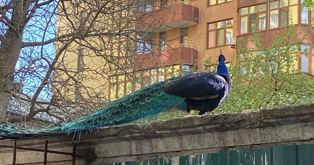 Громко поют: в Киеве заметили необычных птиц. Фото
