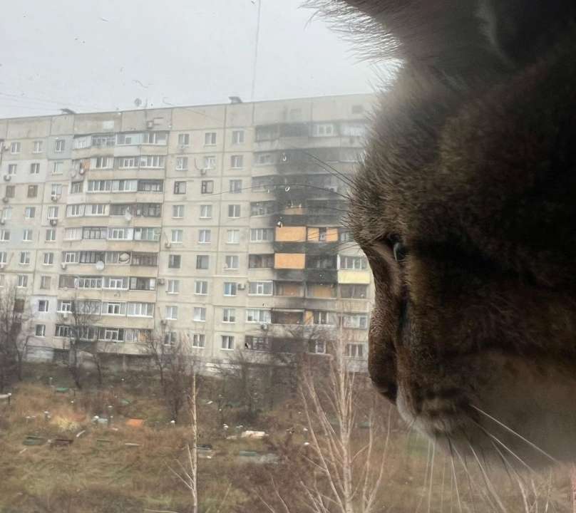 Кіт Степан повернувся до Харкова/Фото: Instagram Кіт Степан повернувся до Харкова/Фото: Instagram