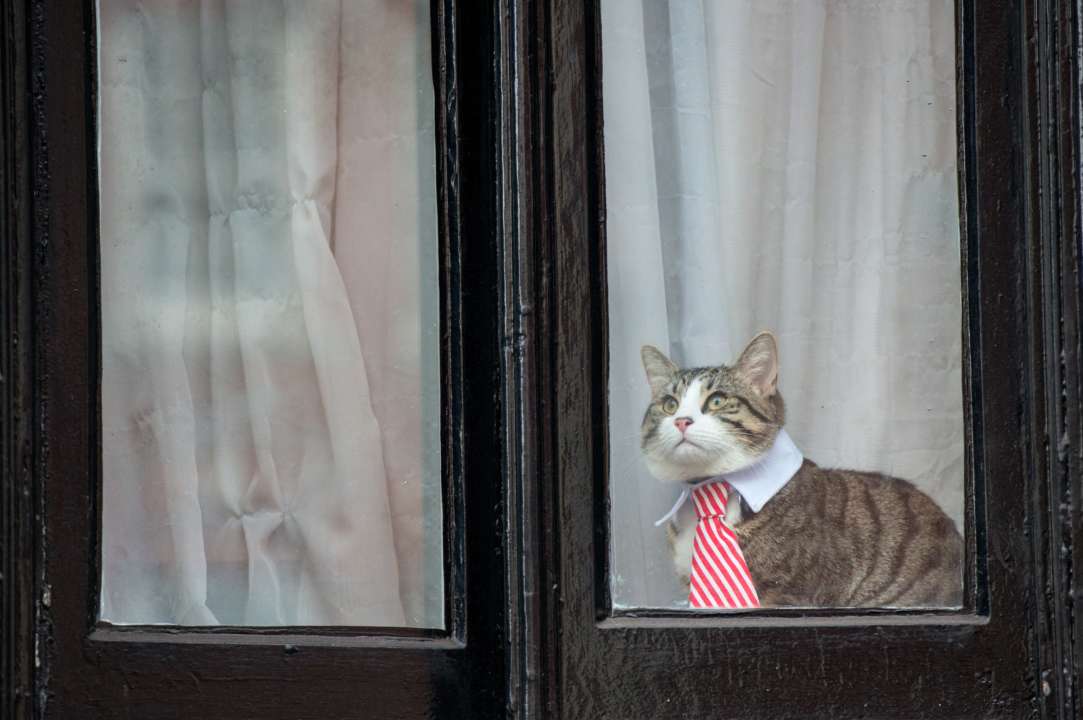 Фото: Getty Images/Автор: Chris J Ratcliffe В Австралії всіх кішок взяли під домашній арешт