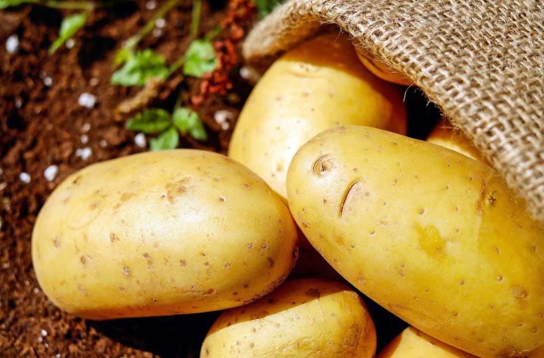 Науковці назвали лікувальні властивості картоплі