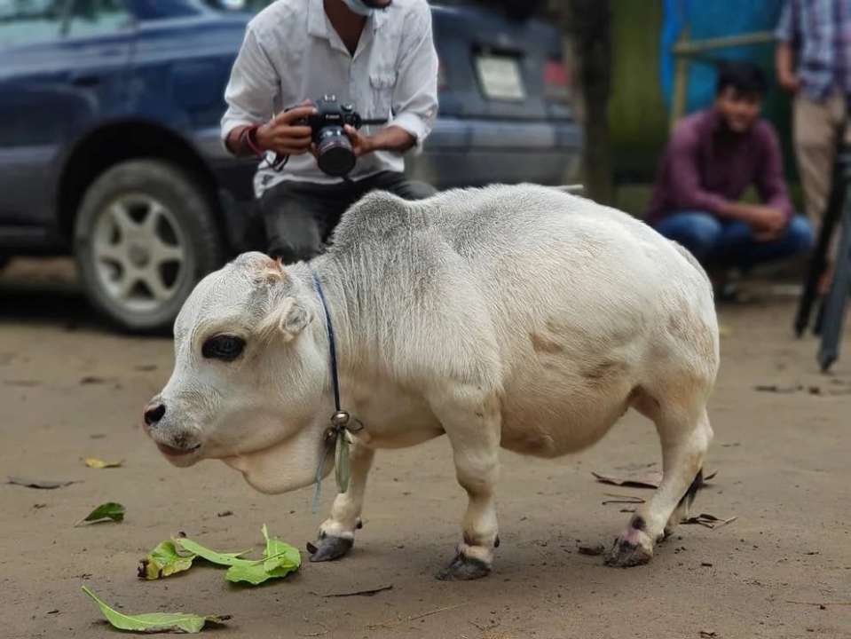 Фото: twitter.com/cowsjpg В Бангладеш от переедания умерла самая маленькая корова в мире