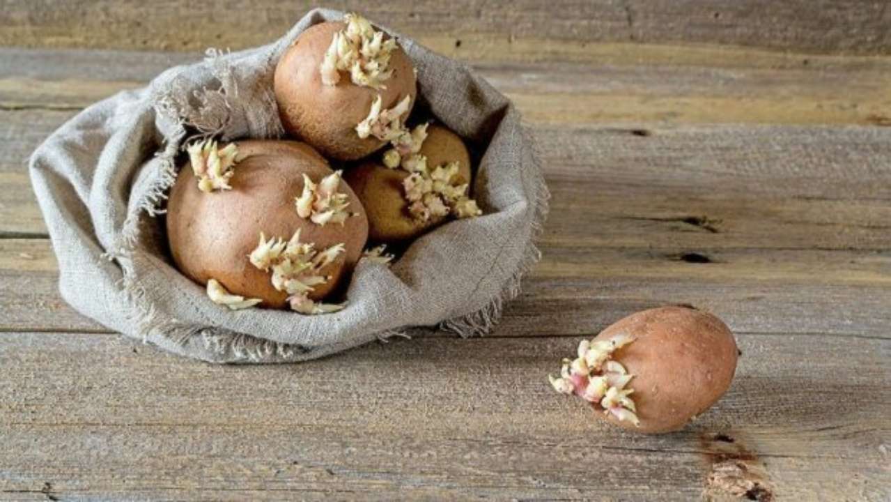 вред проросшего зеленого картофеля