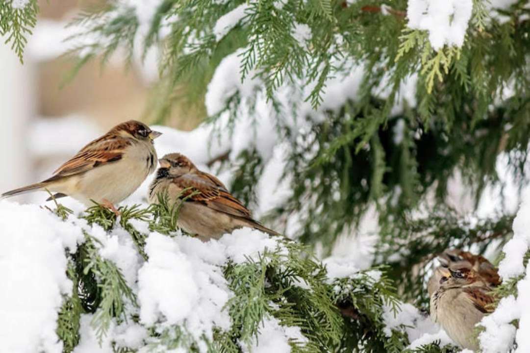 народные приметы на 9 декабря/Фото: freepik Отдайте долги и избегайте ссор: народные приметы на 9 декабря