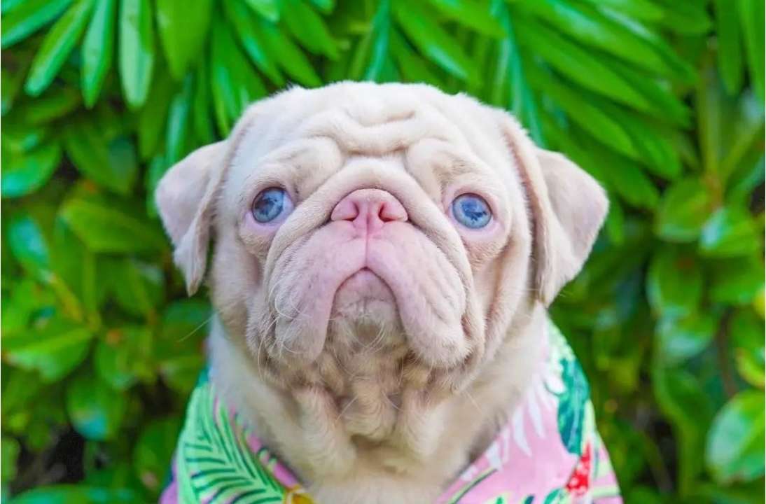 milkshakethepug