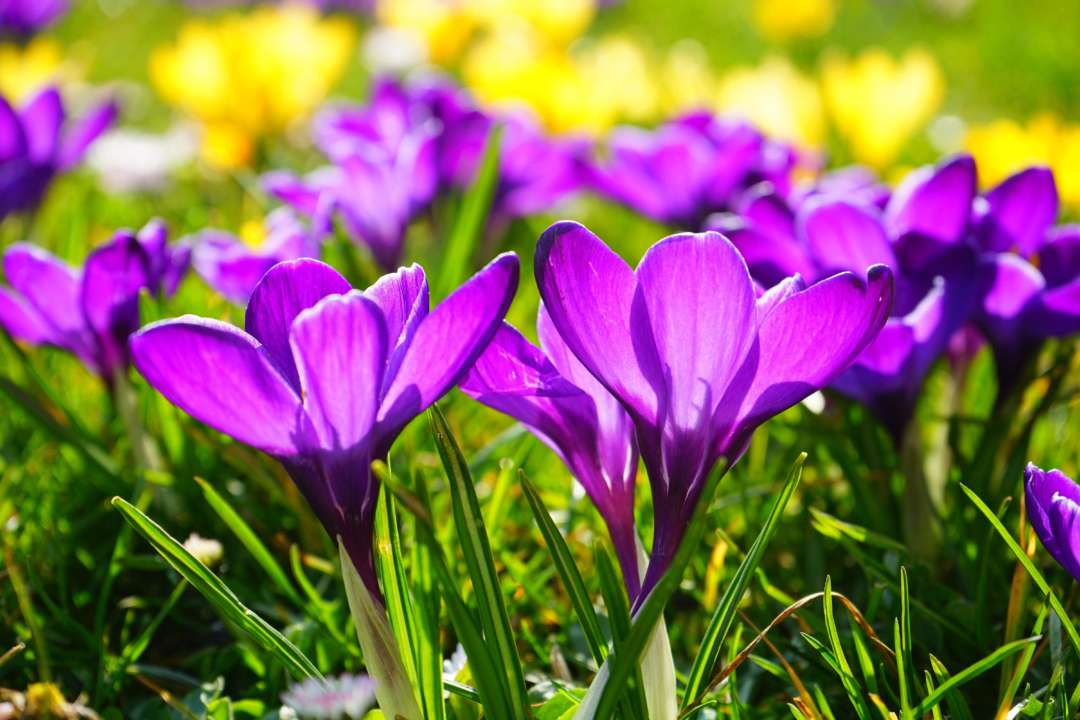 Прогноз погоды на 13 мая/Фото: pexels Цветы