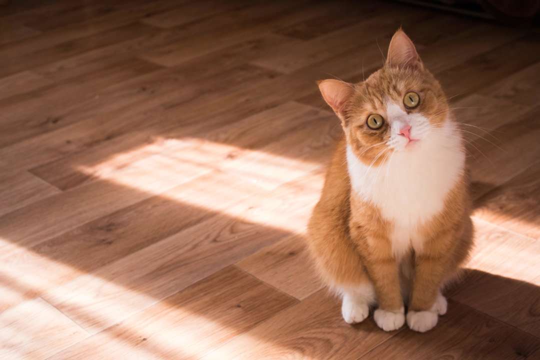Пушистые детективы: коты будут помогать расследовать преступления/Фото: Unsplash Пушистые детективы: коты будут помогать расследовать преступления/Фото: Unsplash