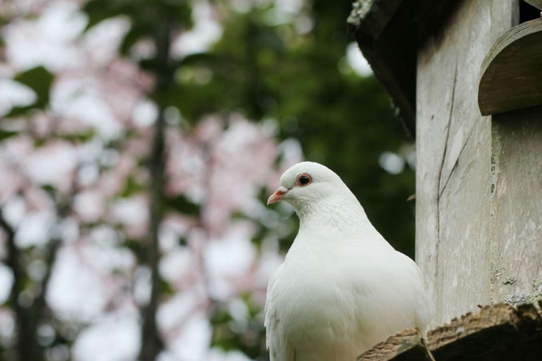 Кто празднует день ангела 9 ноября/Фото: Unsplash Кто празднует день ангела 9 ноября/Фото: Unsplash