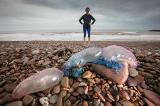 Фото: GettyImages/Автор- Matt Cardy Вчені назвали, чому в Азовському морі так багато медуз