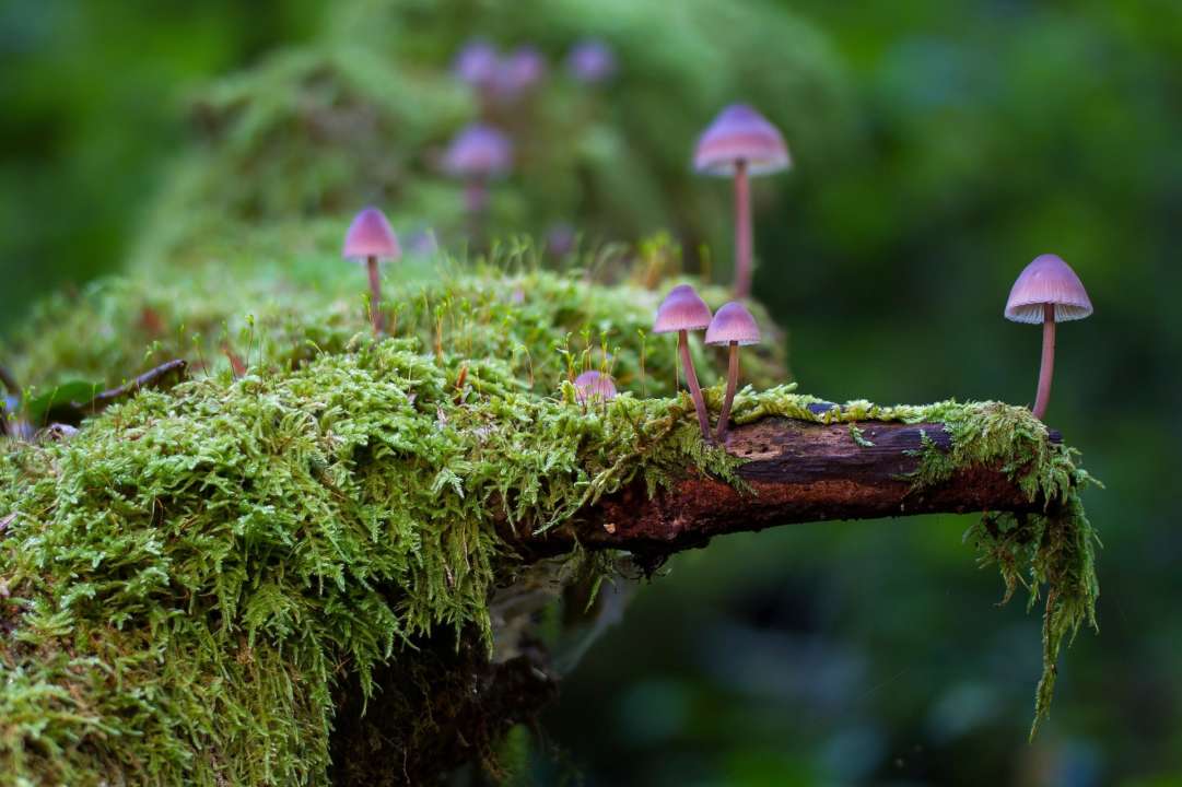 Фото: Pixabay/Автор — adege В Антарктиде полярные биологи нашли новый вид мха