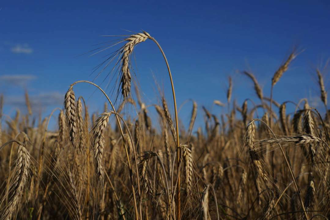 Урожай в Украине в следующем году может сократиться на 40%/Фото: Getty Images Урожай в Украине в следующем году может сократиться на 40%/Фото: Getty Images