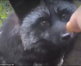Лисиця на прізвисько Тінь/Фото: Black Foxes UK Лисиця на прізвисько Тінь/Фото: Black Foxes UK