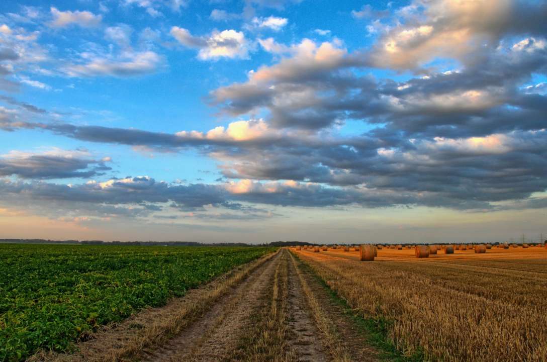 Фото:Pixabay /Автор - Wolfgang Borchers Поле