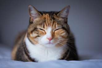 Коты умеют наблюдать за людьми на расстоянии/Фото: Unsplash Коты умеют наблюдать за людьми на расстоянии