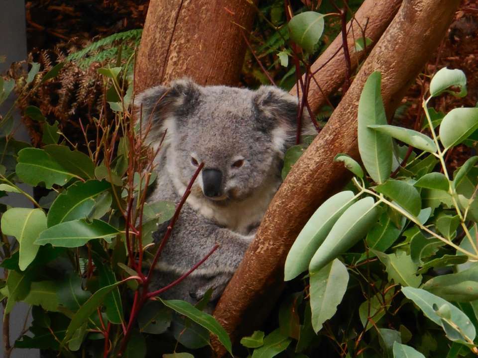 Коали