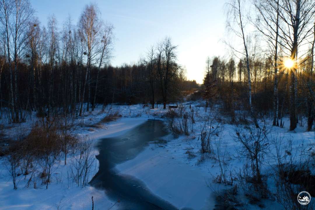 "Ловкая и грациозная": в Чернобыле заметили необычного хищного зверя