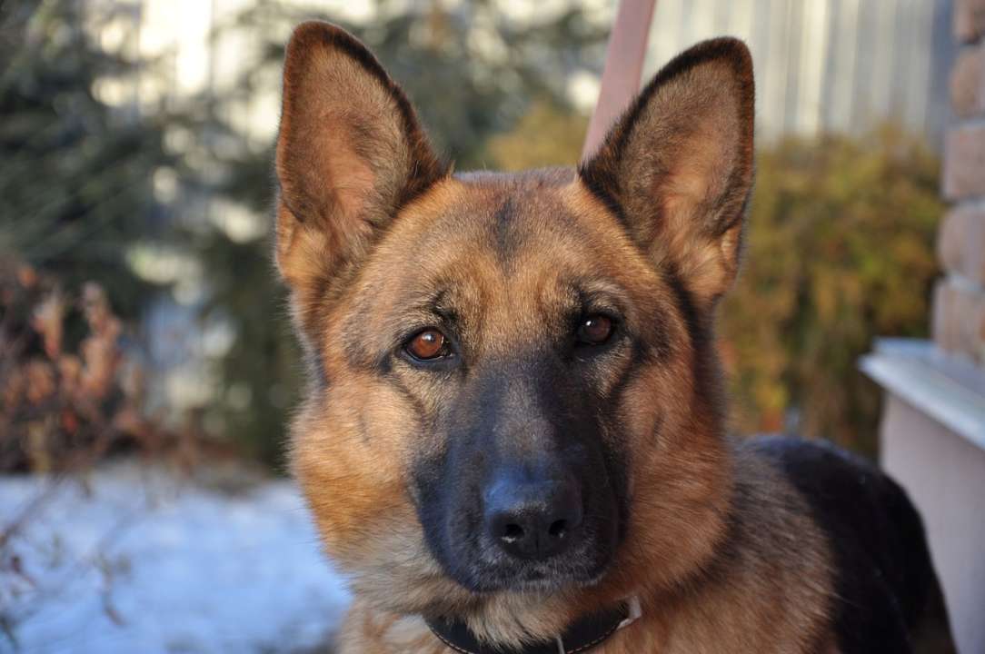 Чим у жодному разі не можна годувати собак / Фото: Pixabay Токсично та небезпечно: чим у жодному разі не можна годувати собак