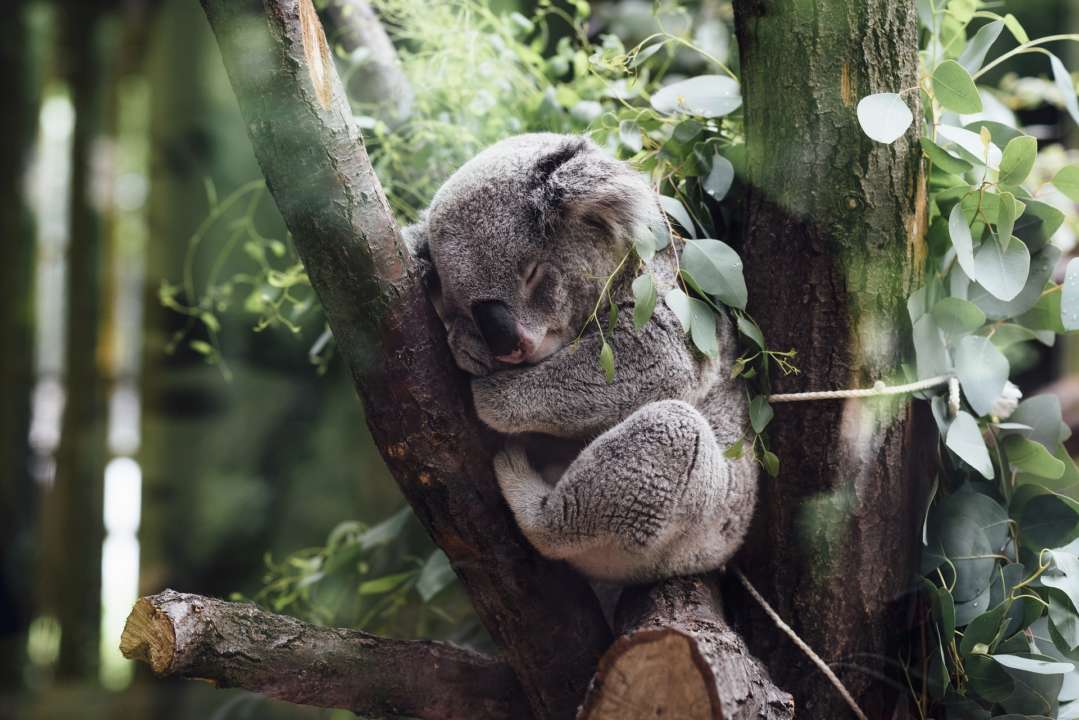 Фото: Pixabay Коала