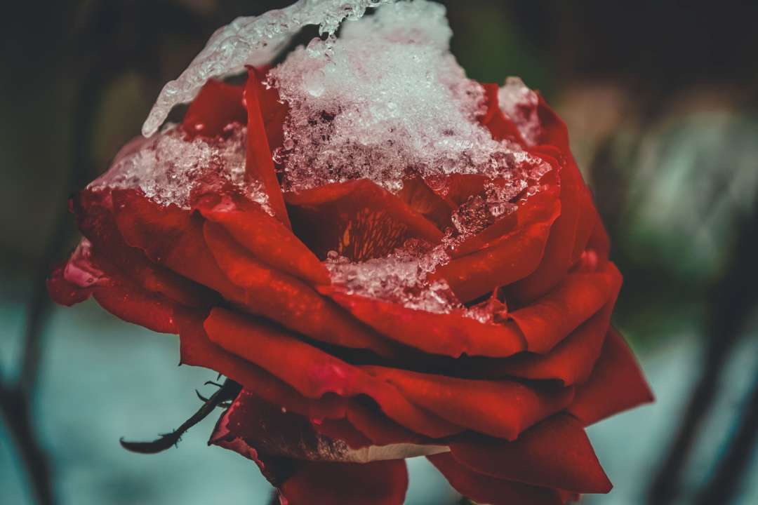 День ангела 20 декабря/Фото: Unsplash День ангела 20 декабря/Фото: Unsplash