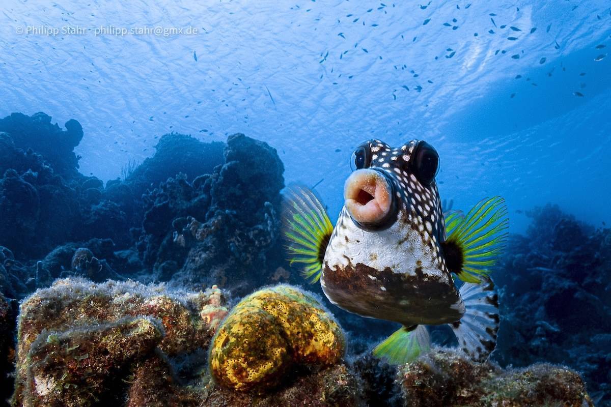 Фото: Comedy Wildlife Photography Awards знімки претендентів на перемогу