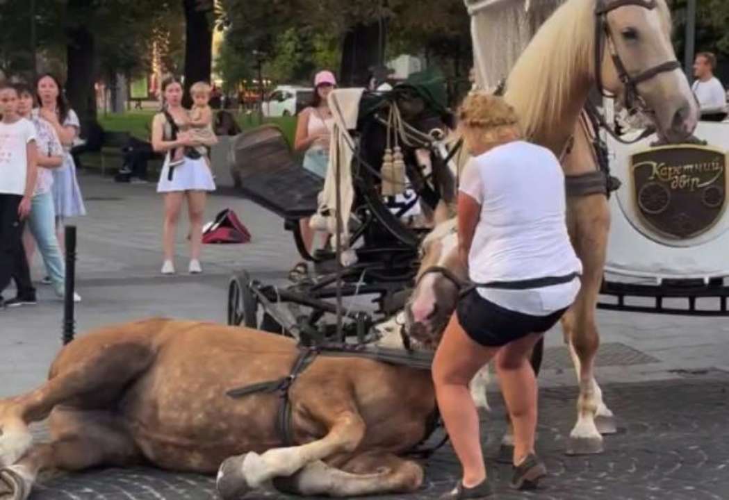 В центре Львова потерял сознание конь / Скриншот с видео Львов запретил конные кареты в центре города после инцидента с лошадью