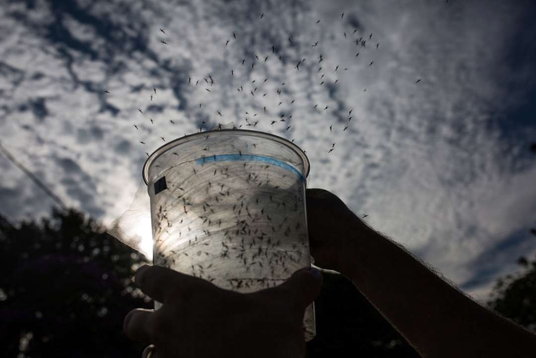 Россияне составили доклад о боевых вшах, комарах и клещах/Фото: Getty Images