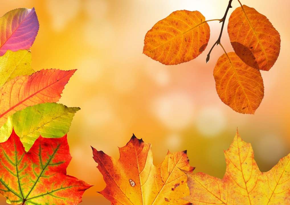 Приметы на 10 октября / Фото: Pixabay Ничего не покупайте: приметы на 10 октября