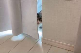 Фото: instagram.com/catmotimaru В Японії кіт встановив світовий рекорд