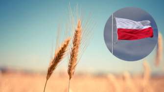 Блокада на польско-украинской границе: мнение экспертов / Фото: коллаж МЕТА, Pixabay Российский след или проблемы Европы: почему поляки блокируют украинскую границу – эксперты