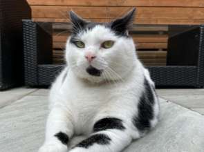 Фото: Instagram @keith_the_cat_cow Кот Кита