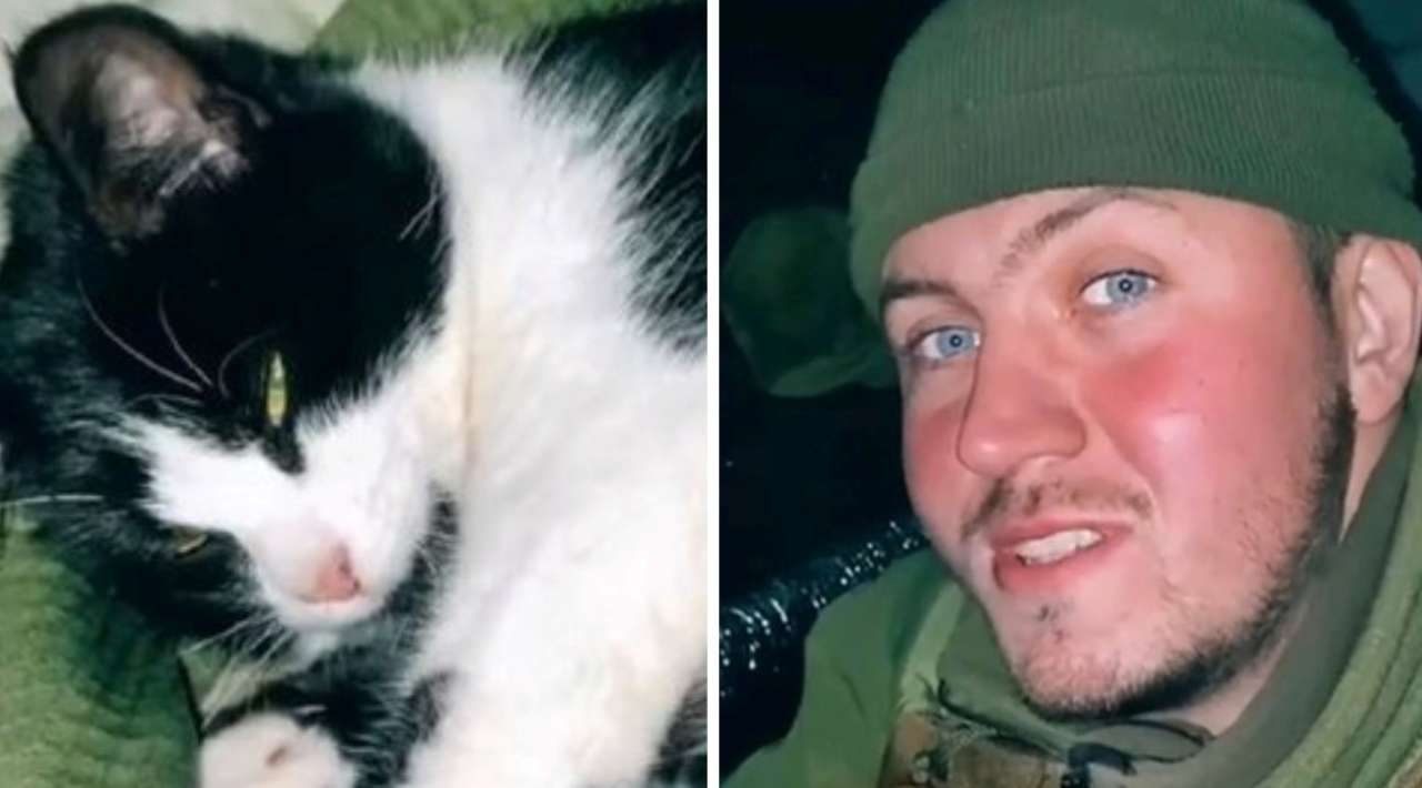 Боец ВСУ принимал роды у кошки прямо в окопе/Фото: коллаж МЕТА "Знак с небес": боец ВСУ показал, как принимал роды у кошки прямо в окопе. Видео