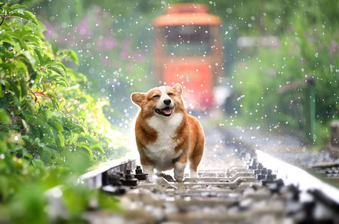 Дощ