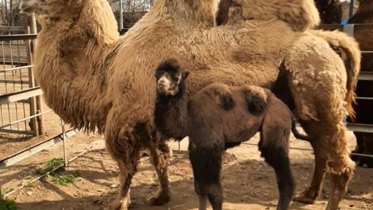 В зоопарке Одессы родился верблюжонок. Фото
