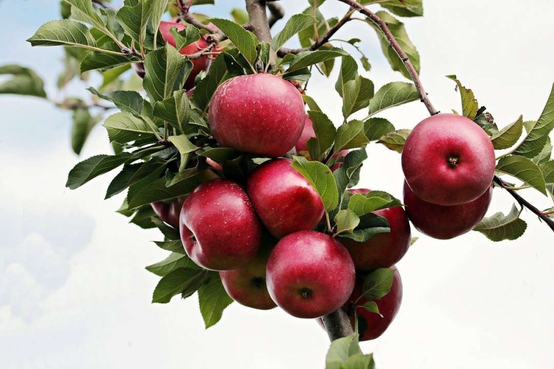 Яблучний оцет знижує рівень цукру в крові — вчені