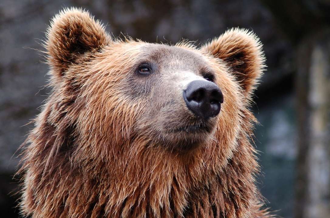 фото pixabay.com Ведмідь заліз у джакузі