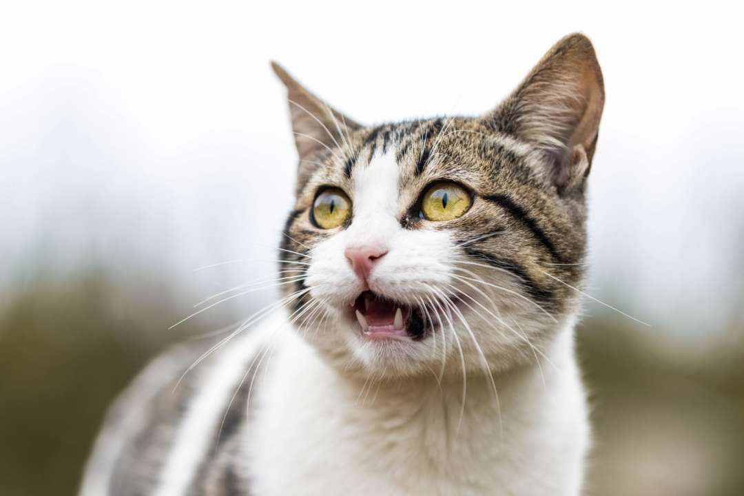 Вчені пояснили, чому коти бояться огірків/Фото: Unsplash
