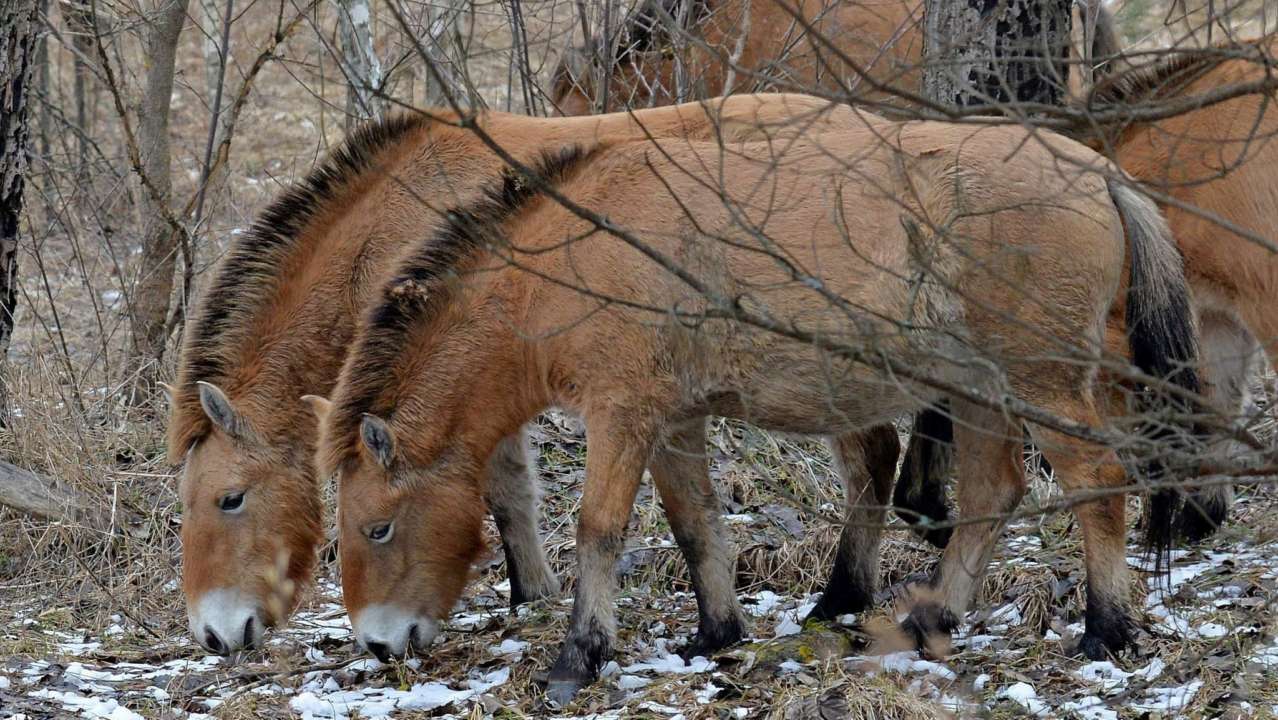 В Чернобыльском заповеднике показали фото лошадей Пржевальского/Фото: zapovidnyk2018/facebook В весеннем Чернобыле заметили лошадей Пржевальского: невероятные фото