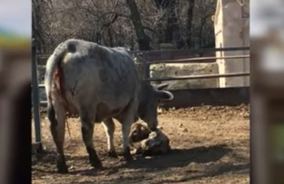 В одесском зоопарке теленка назвали Джавелином/Фото: скрин В одесском зоопарке теленка назвали Джавелином
