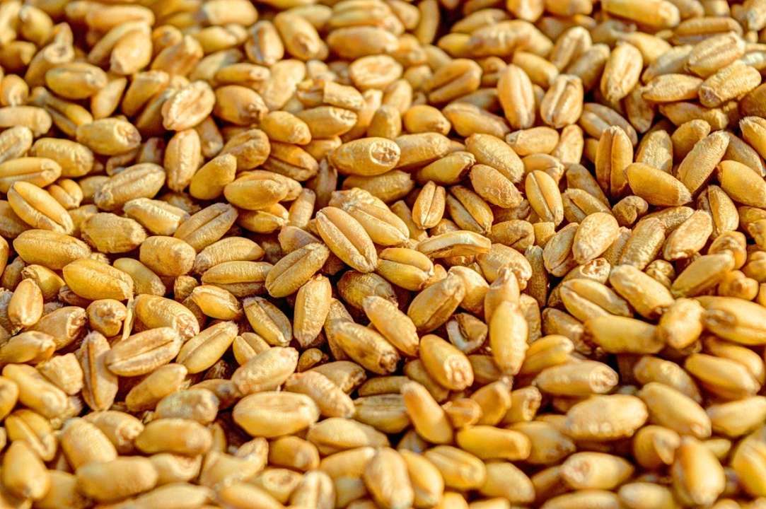 15 млн тонн за несколько дней: из Украины экспортировали агропродукцию
