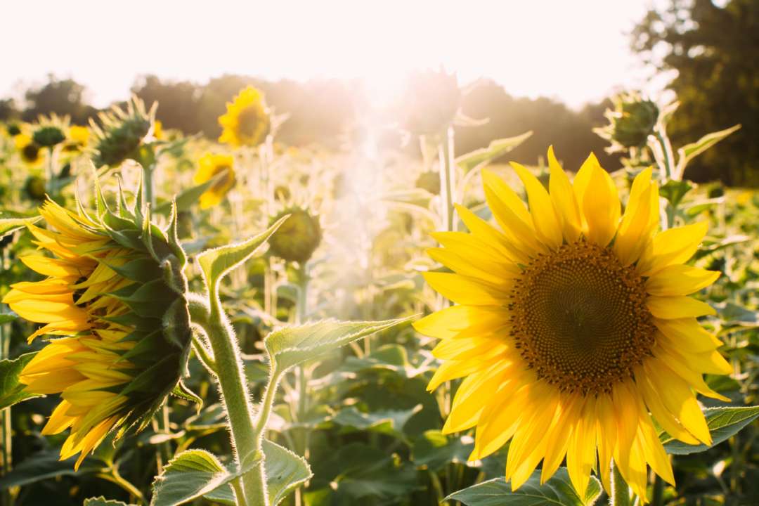 Прогноз погоды в Украине на 30 июля 2022/Фото: Unsplash Прогноз погоды в Украине на 30 июля 2022/Фото: Unsplash