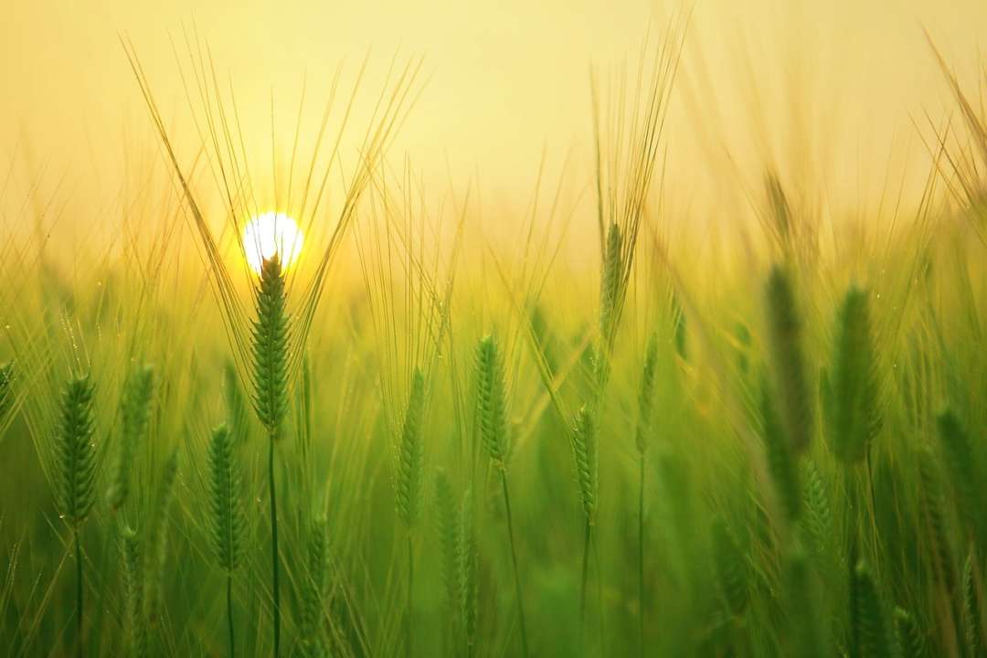 Аграриям будут компенсировать разминирование земель / Фото: Pixabay Аграриям будут предоставлять компенсации за разминирование